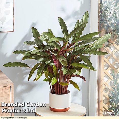 Calathea rufibarba (House Plant)